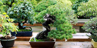 Hoa, cây cảnh