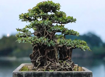 Sinh vật cảnh