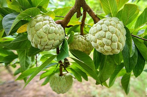 Chương trình Mỗi xã một sản phẩm (OCOP) là gì?