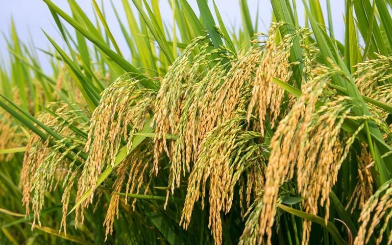 Câu chuyện về sản phẩm OCOP 5 sao: Gạo ST24 - hạt ngọc trời dẻo thơm của Sóc Trăng