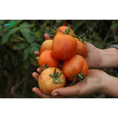 Cà chua sạch hữu cơ Vinh Hà